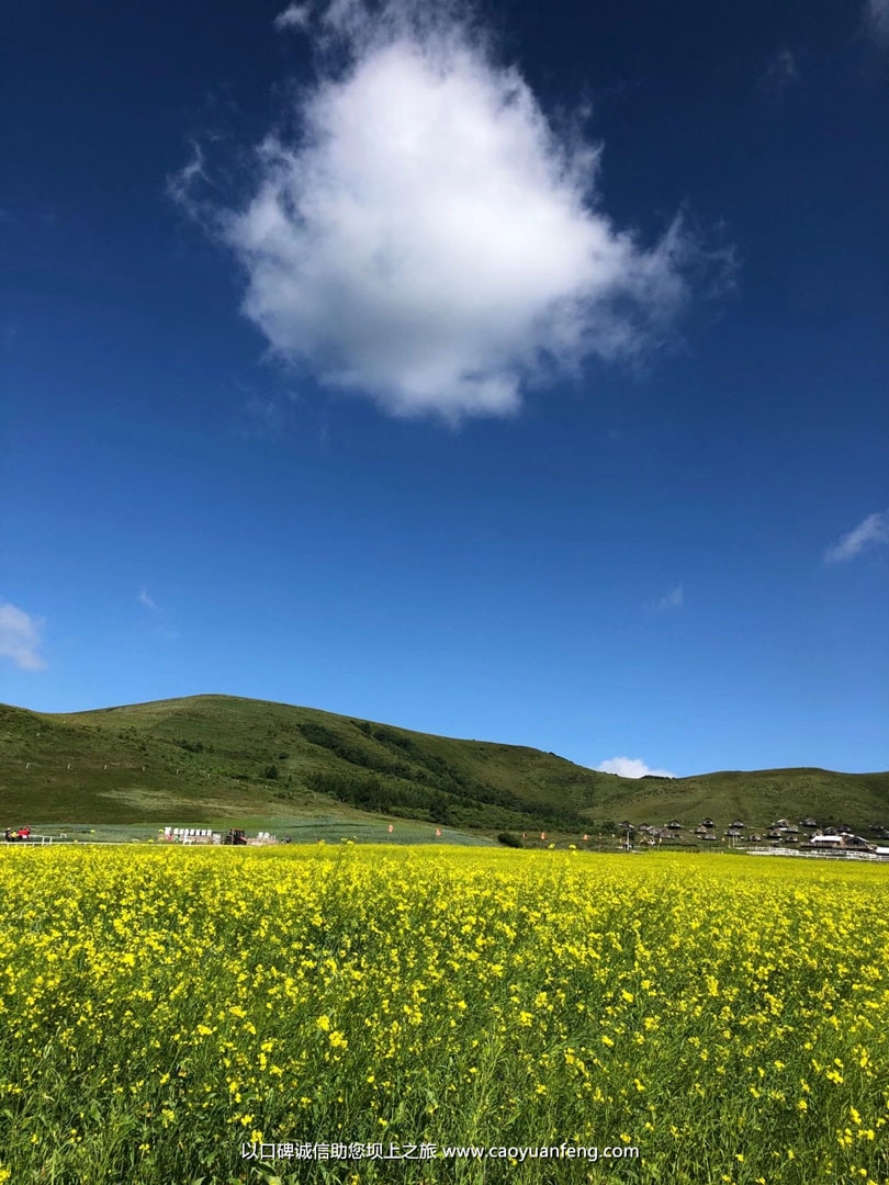 壩上草原油菜花盛開(kāi)最佳時(shí)間